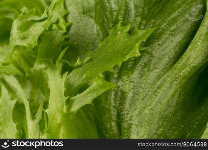 Green fresh lettuce salad texture close up shot
