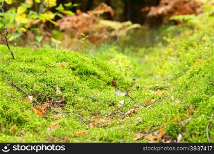 Green fresh moss and lichen undergrowth in autumn forest