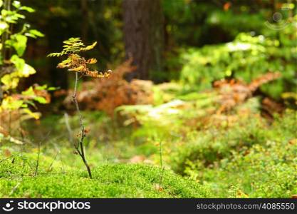 Green fresh moss and lichen undergrowth in autumn forest