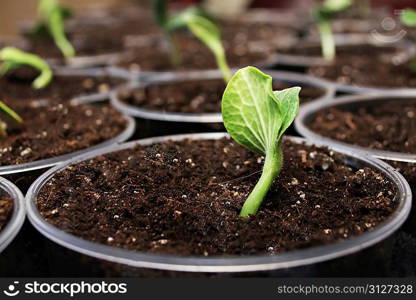 Green fresh pumpkin sprouts in the pots