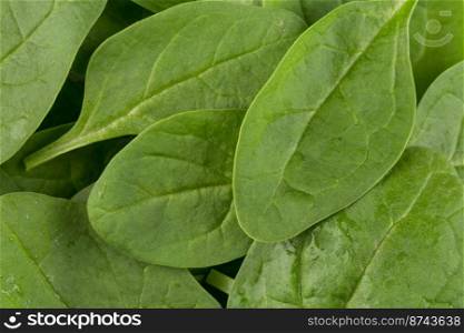 Green fresh spinach leafs on a white background