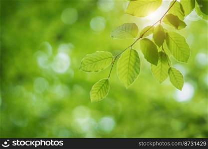 Green fresh spring leaf on branch with beautiful bokeh background. Composition of nature.