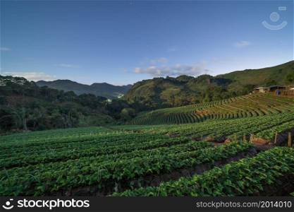 Green fresh tea or strawberry farm, agricultural plant fields in Asia. Rural area. Farm pattern texture. Nature landscape background. Chiang Mai, Thailand.