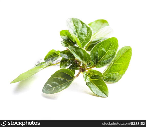 Green fresh twig of oregano isolated on white