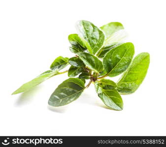 Green fresh twig of oregano isolated on white