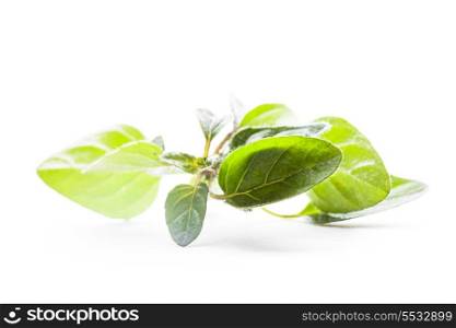Green fresh twig of oregano isolated on white