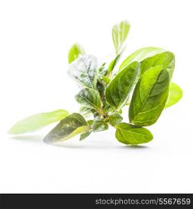 Green fresh twig of oregano isolated on white