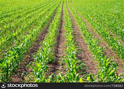 Green fresh vegetables on an agriculture field