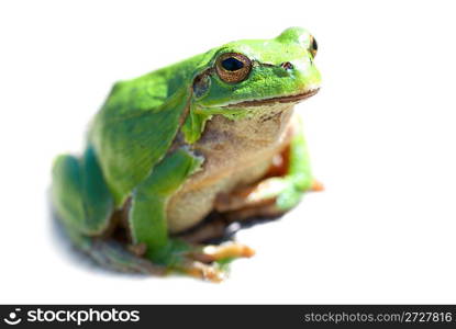 Green frog isolated on the white background