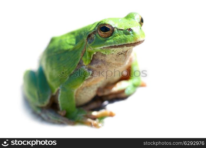 Green frog isolated on the white background