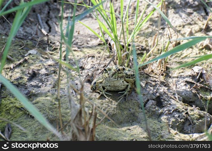 green frog resting on wetlands
