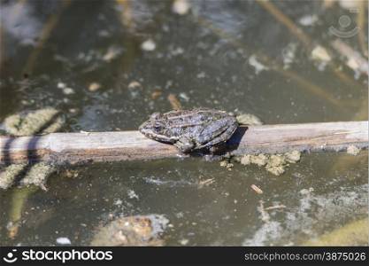 green frog resting on wetlands