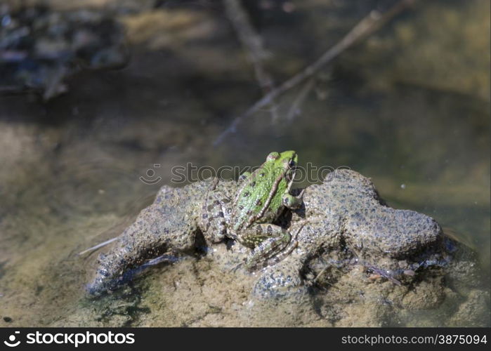 green frog resting on wetlands