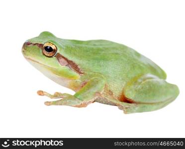 Green frog with bulging eyes golden isolated on white background