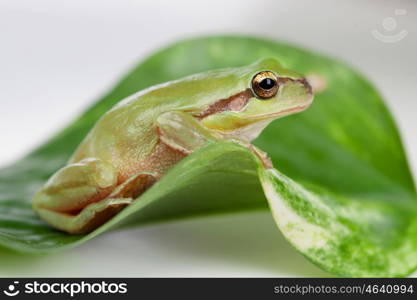 Green frog with bulging eyes golden on a leaf