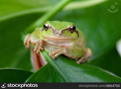 Green frog with bulging eyes golden on a leaf