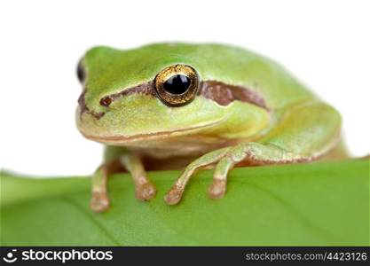 Green frog with bulging eyes golden on a leaf isolated on white background