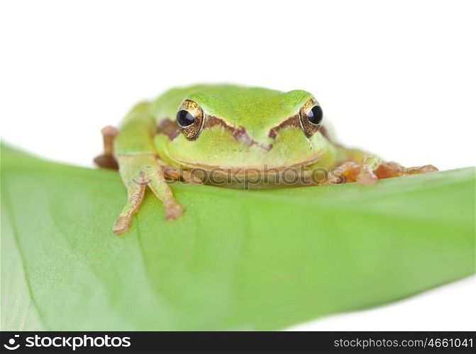 Green frog with bulging eyes golden on a leaf isolated on white background