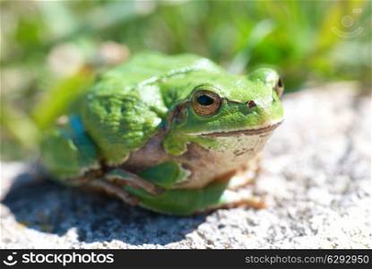 Green frog with grass background
