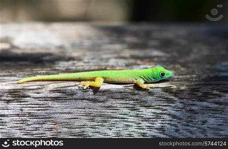 Green gecko lizard at Seychelles, La Digue.
