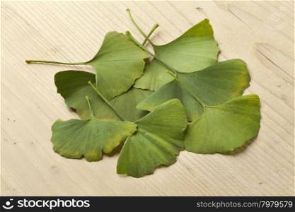 Green Ginkgo biloba leaves