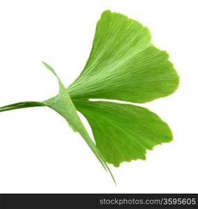 green ginkgo biloba leaves isolated on white background