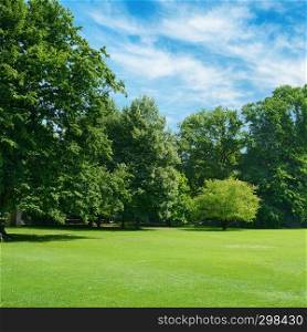 Green glade covered with grass in park. Copy space