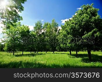 Green glade in forest