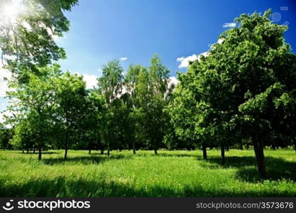 Green glade in forest