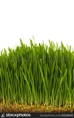 Green glass isolated on the white background