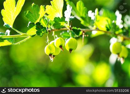 Green gooseberries on the branch