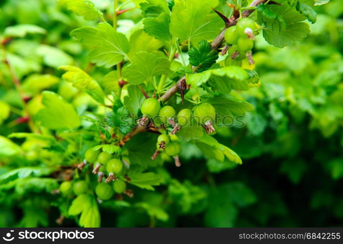 Green Gooseberries on the bush on a spring time