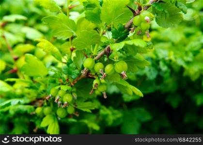 Green Gooseberries on the bush on a spring time