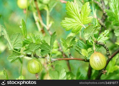 green gooseberry on green nature background