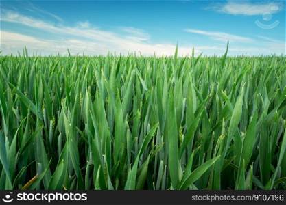 Green grain leaves on the field, horizon and blue sky, rural view