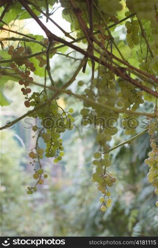 Green Grape Arbor