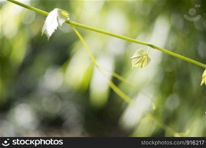 Green Grape leaf in the nature with bokeh and natural light background, natural concept, Tree and nature concept
