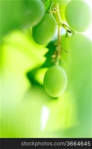 Green grape on the branch close-up
