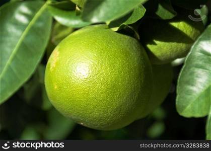 Green grapefruit on the tree in the sunlight in Turkey