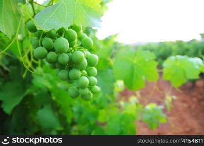 green grapefruit vineyard grapes in mediterranean Spain field