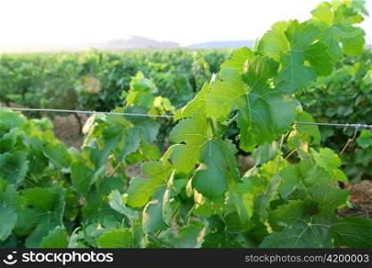 green grapefruit vineyard grapes in mediterranean Spain field