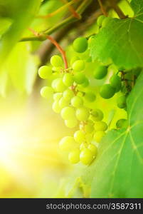 Green grapes close-up shot