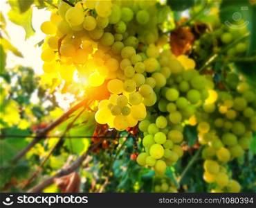 Green grapes in the morning sun.