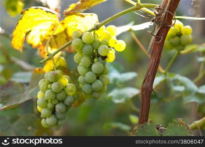 Green grapes in the vineyard .