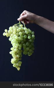 Green grapes on a black background,holding a bunch of grapes