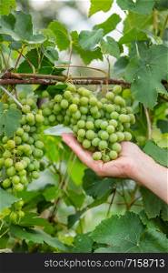 Green grapes on summer vine, multiple bunches. Organic fruits.. Green grapes on summer vine, multiple bunches