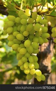 Green grapes on vine near Sangli, Maharashtra, India