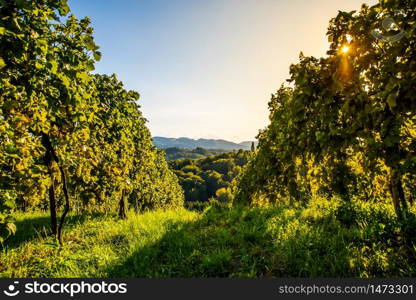 Green grapes on vineyard over bright green background. Grape plant rows on vineyard.. Green grapes on vineyard over bright green background. Landscape