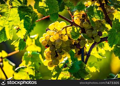 Green grapes on vineyard over bright green background. Grape plant rows on vineyard.. Green grapes on vineyard over bright green background. Sun flare