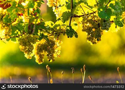 Green grapes on vineyard over bright green background. Grape plant rows on vineyard.. Green grapes on vineyard over bright green background. Sun flare